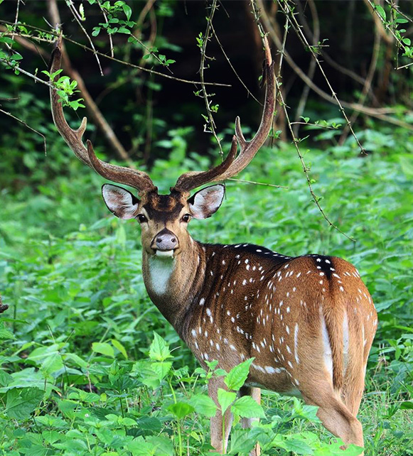 Sundarban wild tour & travels