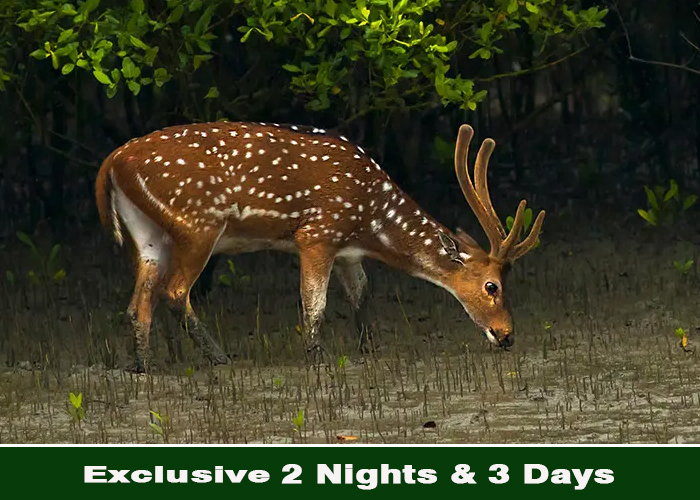 Sundarban wild tour & travels